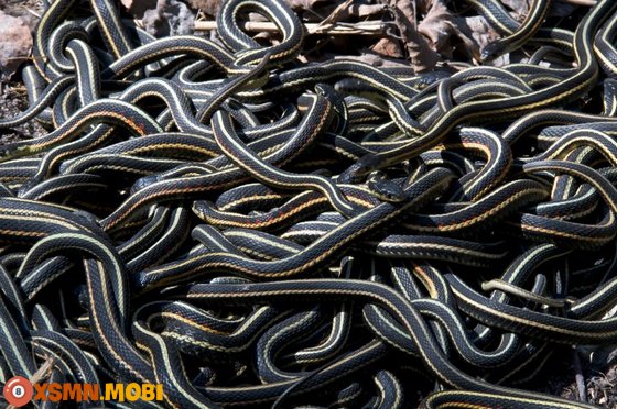Nằm mơ thấy nhiều con rắn có sao không?