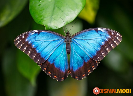 Điềm báo con bươm bướm bay vào nhà tiết lộ điều gì?