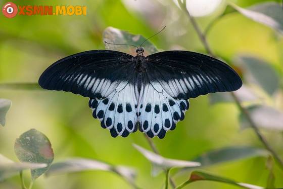 Giải mã điềm báo con bướm bay vào nhà có ý nghĩa gì?